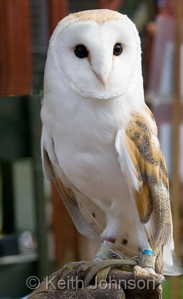 Barn Owl.jpg